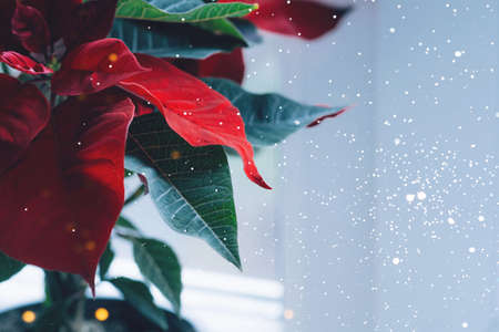 Christmas poinsettia flower on the windowsill. Holiday plantの写真素材