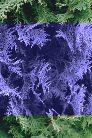 Background with thuja. Thuja is an evergreen coniferous tree from the cypress family. Color of the...
