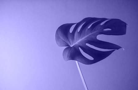 Tropical textural leaf monstera on violet background.の写真素材
