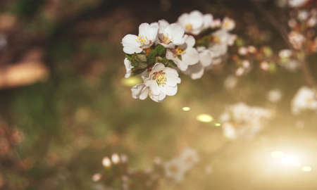 The first spring flowers of blooming cherry - sakura. Background for the spring season. Warm spring day in the garden. Slow living. Copy spaceの写真素材