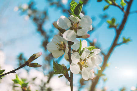 Beautiful blooming fruit tree in spring. White pear flowers. Flowering plants