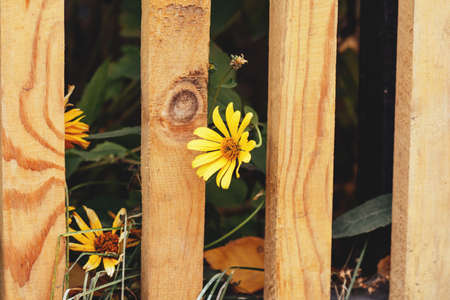Yellow bright flower peeking out from behind the fence. spring time is coming