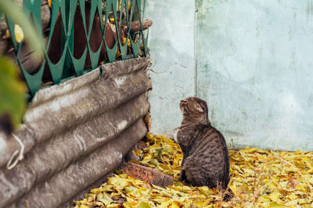 Tricolor cat sits and looks at the fence, is about to jumpの写真素材