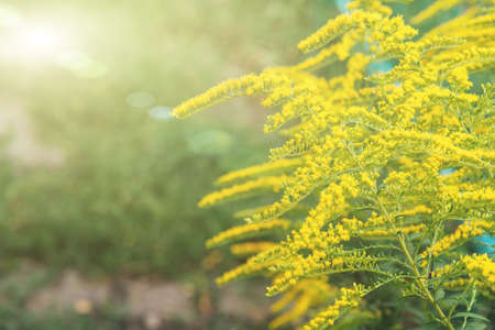 Beautiful yellow flowers in the garden with sunlight. perennial herbaceous plant. copy spaceの写真素材
