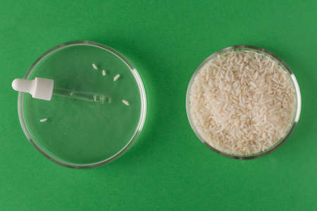 Pipette in a petri dish of rice water and rice, making cosmetic products from fermented ingredients. Holistic beauty conceptの写真素材