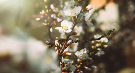 The first spring flowers of blooming cherry - sakura. Background for the spring season. Warm spring day in the garden. Slow living. Copy spaceの写真素材