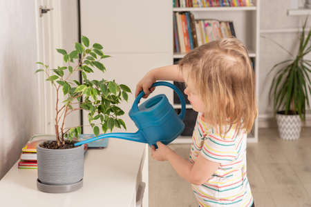 Child watering home plant with blue watering can. The environmental trend and prioritize our planetの写真素材