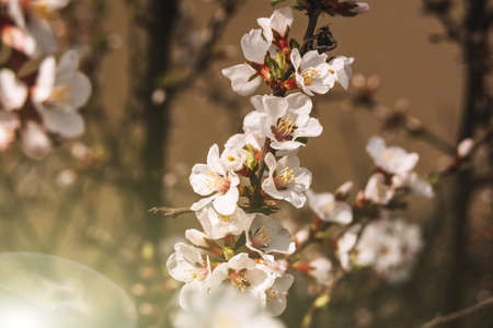The first spring flowers of blooming cherry - sakura. Background for the spring season. Warm spring day in the garden. Slow living. Copy spaceの写真素材