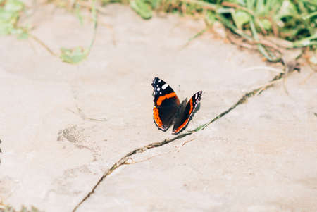 Black butterfly with orange pattern on stoneの写真素材
