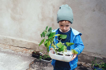 Child holding a container with pots of cucumber seedlings. Son helps the family in the garden....