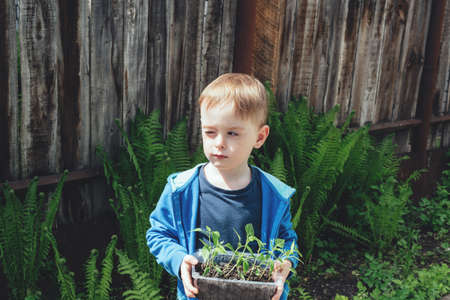 Child holding a container with pots of bell pepper seedlings. The boy covered one eye from the sun. Son helps the family in the garden. gardening with childrenの写真素材