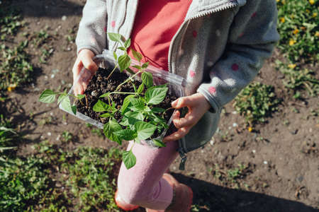 Close-up of bell pepper seedlings in the hands of a child. Gardening with children, farming and...