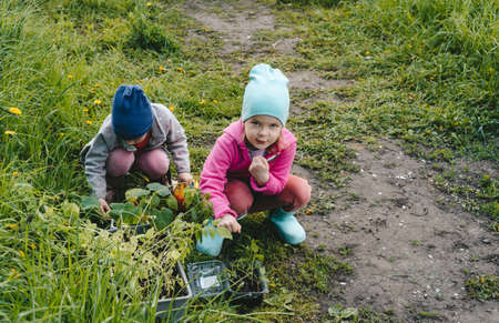Children look at vegetable seedlings in the garden