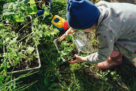 Child tending at vegetable seedlings in the backyardの写真素材