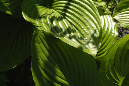 Fresh green large hosta leaves on a sunny summer day. Colors and nature in summer. copy space