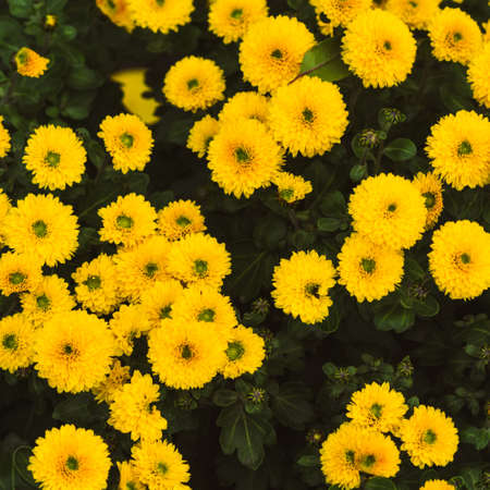Colorful yellow chrysanthemum flowers bloom. Nature background, copt spaceの写真素材