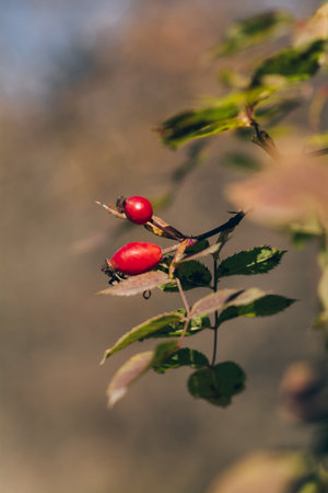 Ripe wild rose hips close up in autumn seasonの写真素材