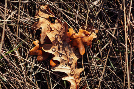 Fallen oak leaves on the ground in the forestの写真素材
