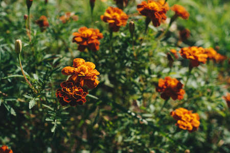 Blooming orange marigold flower, beautiful green natureの写真素材