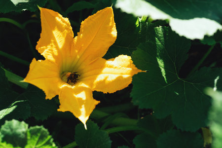 Bright orange zucchini flower with a bee insideの写真素材