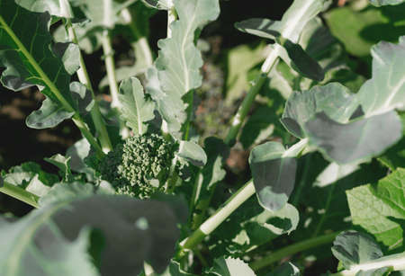 Fresh, young broccoli in the garden. Gardening, agriculture harvesting