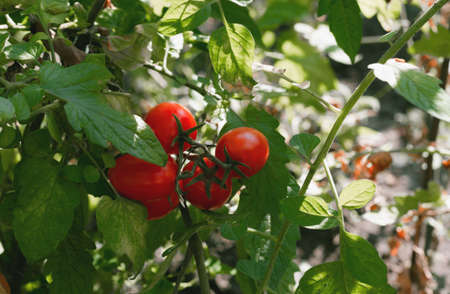 Fresh ripe red cherry tomatoes. Copy spaceの写真素材