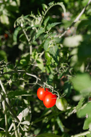 Fresh ripe red cherry tomatoes. Copy space. Verticalの写真素材