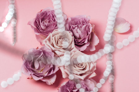 Pink rose budes with blurred foreground on pink backgroundの写真素材