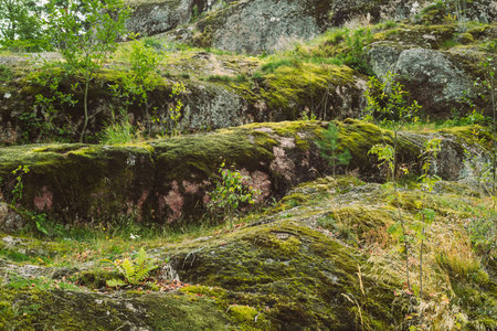 Moss on the rock. Relief and texture of stone with moss.の写真素材