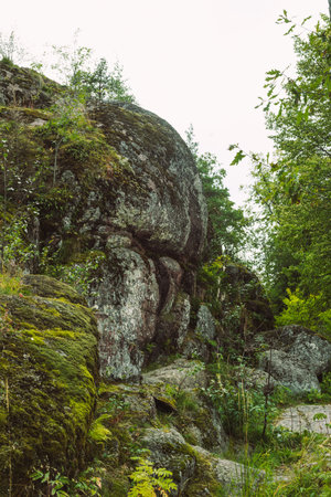 Moss on the rock. Relief and texture of stone with moss.の写真素材