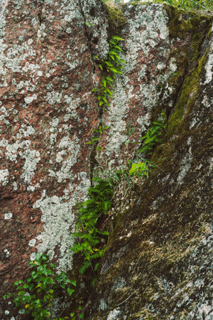 Bright green fern grows on an old rockの写真素材