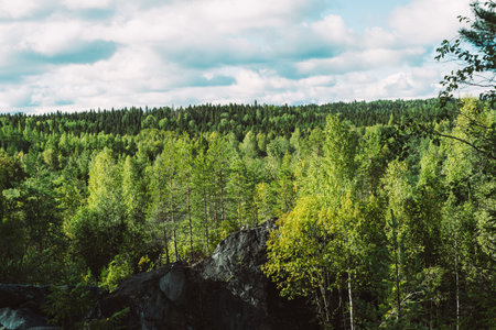 Forest of coniferous and deciduous trees on a sunny dayの写真素材