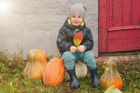 Autumn harvest of pumpkins. Child playing among pumpkins. Thanksgiving holiday season and Halloween.の写真素材