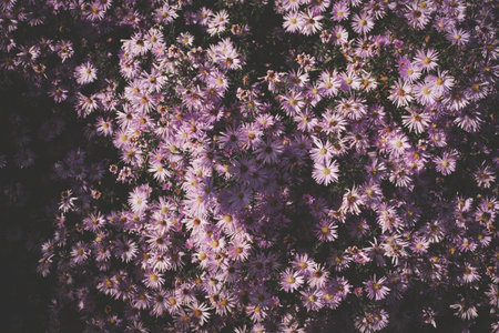 Background of purple autumn chrysanthemum flowers. Copy spaceの写真素材
