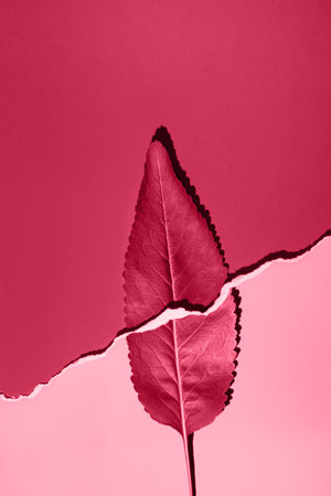 Red leaf texture. Leaf on paper with a gap. One part on a red background, the other on a pink one. Color of the Year 2023の写真素材
