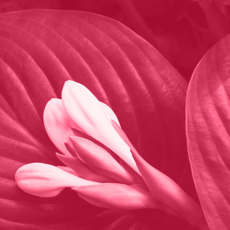 Blooming flower buds - hosta flowers, background natural. Color of the Year 2023の写真素材