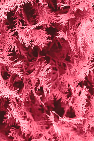 background with thuja. Thuja is an evergreen coniferous tree from the cypress family. Color of the Year 2023の写真素材