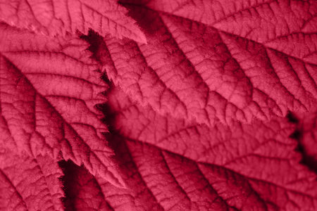 Textured leaves close up, natural summer background with plants. Color of the Year 2023.