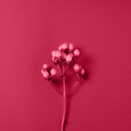Branch of flower on red background, minimalism concept. natural background. Color of the Year 2023の写真素材