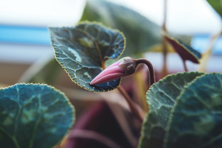 Cyclamen on the window. Close-up of a blooming cyclomena flowerの写真素材