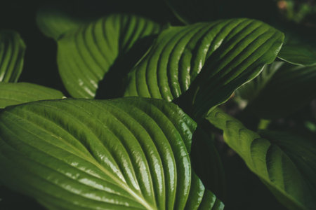 Green fresh hosta leaves with water drops. natural backgroundの写真素材