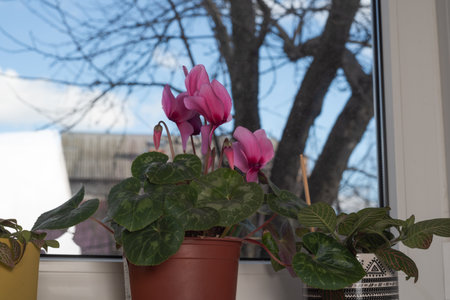Blooming cyclamen. Pot with home plant cyclamen flower on the windowsillの写真素材