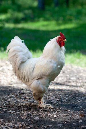 portrait of village roosterの写真素材