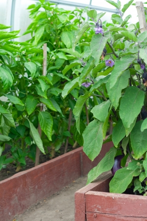 aubergine growing in the hothouseの写真素材