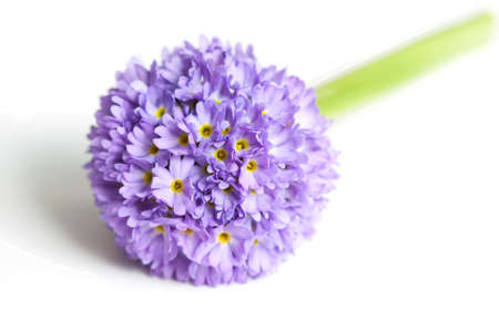 big lilac flower on the light backgroundの写真素材