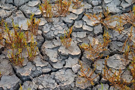 some plants grows at dry soilの写真素材