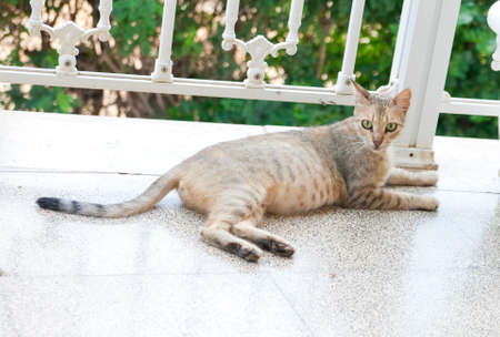 pregnant cat lies on the porchの写真素材