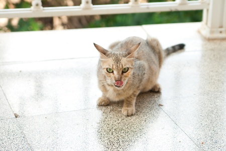 domestic cat lick itself on the porchの写真素材