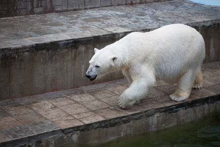 The polar bear in the zoo in Novosibirsk, Russia