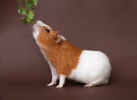guinea-pig is smelling verdure on the brown bachgroundの写真素材